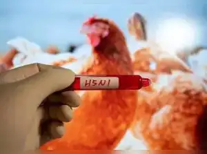 أوديشا الهندية تعدم 6700 طائر بعد تأكيد تفشي إنفلونزا الطيور H5N1