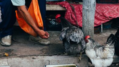 كمبوديا تسجل حالتين جديدتين من إنفلونزا الطيور H5N1