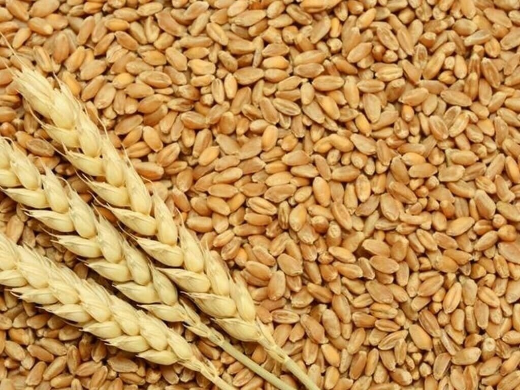 إنتاج القمح في العراق