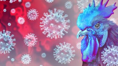 دراسة أمريكية: الذكاء الاصطناعي يكشف تحورًا خطيرًا في فيروس H5N1
