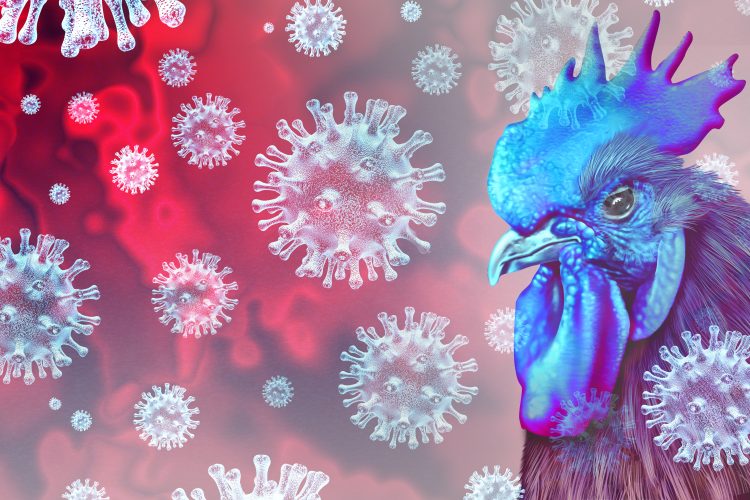 دراسة أمريكية: الذكاء الاصطناعي يكشف تحورًا خطيرًا في فيروس H5N1