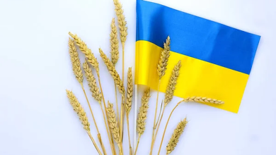 تراجع حاد في صادرات الحبوب الأوكرانية خلال 2025/2026