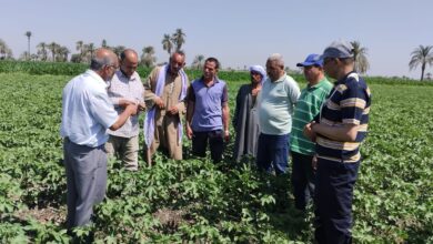 وزارة الزراعة تنفذ 1875 نشاطًا إرشاديًا خلال يونيو 2025