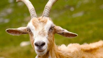 رؤية الماعز في المنام