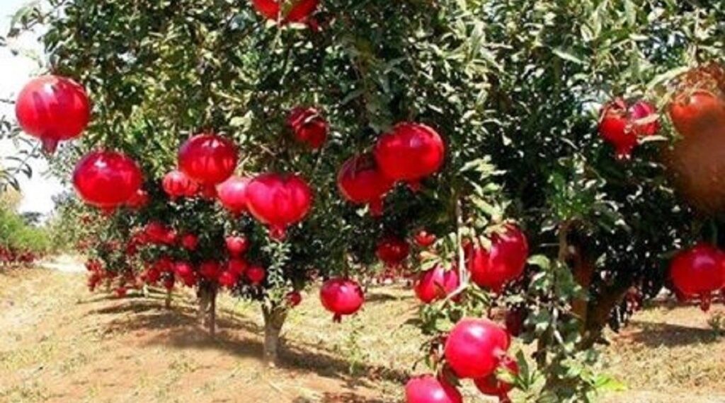 مزارعي الرمان