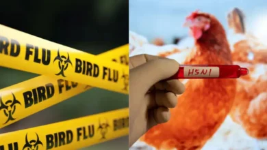 تفشي إنفلونزا الطيور H5N1 في أوتاراخاند الهندية.. وإعدام آلاف الطيور