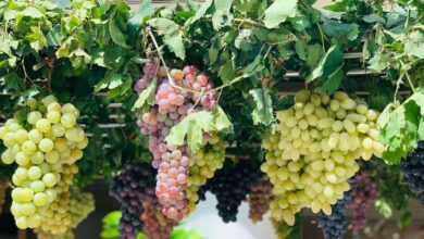 دهوك تتصدر إنتاج العنب في العراق بـ60 ألف طن بدعم حكومة إقليم كوردستان