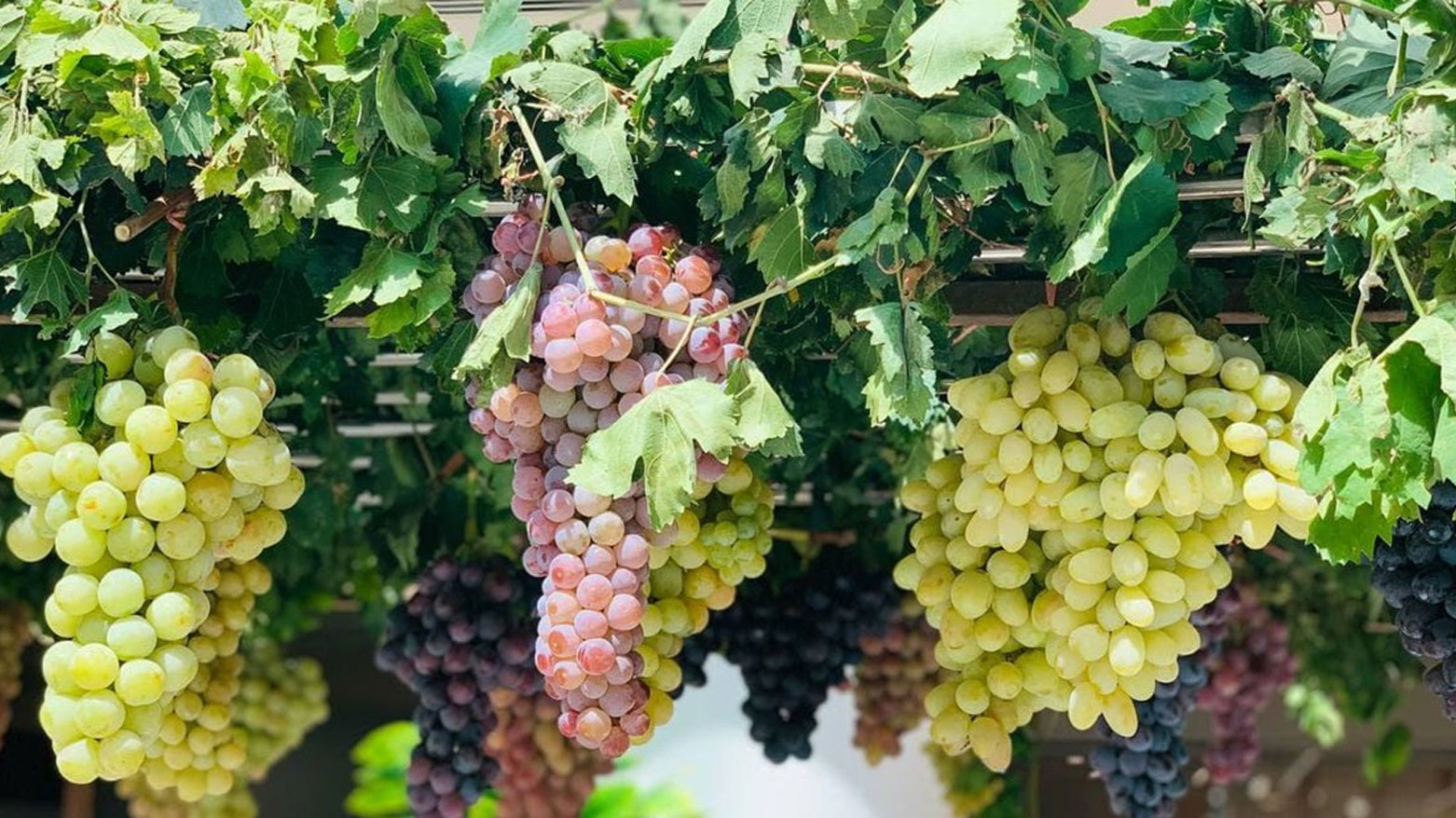 دهوك تتصدر إنتاج العنب في العراق بـ60 ألف طن بدعم حكومة إقليم كوردستان