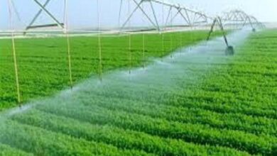 مشروعات التنمية الزراعية في مصر التوسع لتحقيق الأمن الغذائي والاكتفاء الذاتي