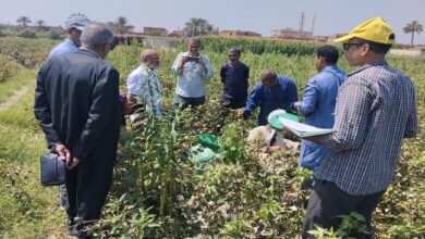 الزراعة تنظم 462 ندوة إرشادية يستفيد منها أكثر من 6 آلاف مزارع خلال أسبوع