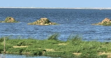 وزارة الزراعة تكشف أسباب نفوق الأسماك في بحيرة المنزلة