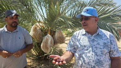 وكيل زراعة الوادي الجديد يتفقد مزارع النخيل بالفرافرة ويشدد على مكافحة سوسة النخيل