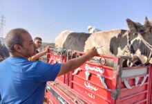 الطب البيطري بالأقصر يطلق حملات مكثفة لتحصين 78 ألف رأس ماشية ضد الحمى القلاعية