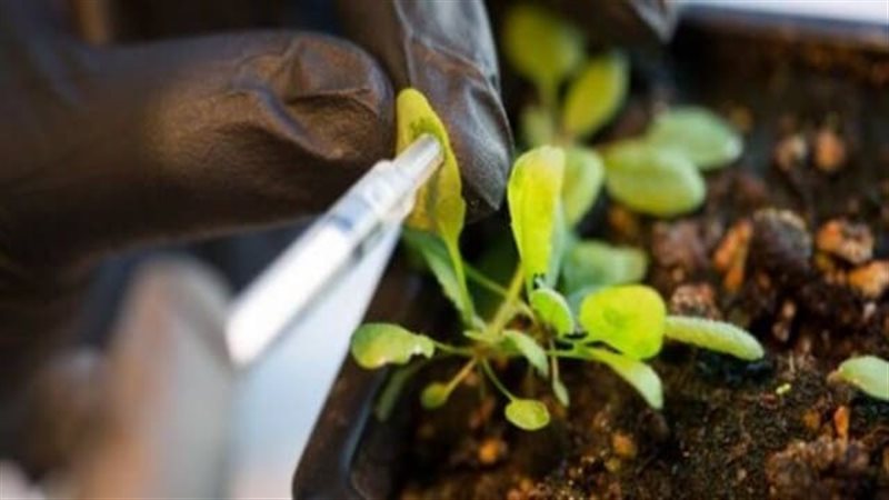 مركز المناخ الزراعي يكشف مفتاح نجاح الموسم في ظل التغيرات المناخية