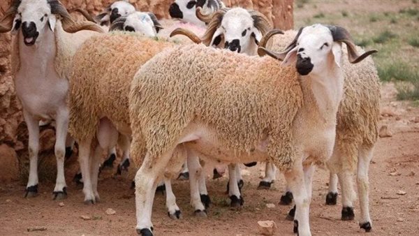سعر الخروف اليوم