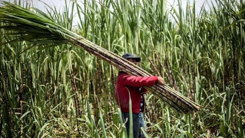 وزارة الزراعة تصدر توصيات أغسطس لمزارعي قصب السكر لزيادة الإنتاج وجودة المحصول