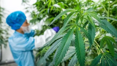 غانا تستفيد من التجربة المغربية في تقنين القنب الهندي للأغراض الطبية والصناعية
