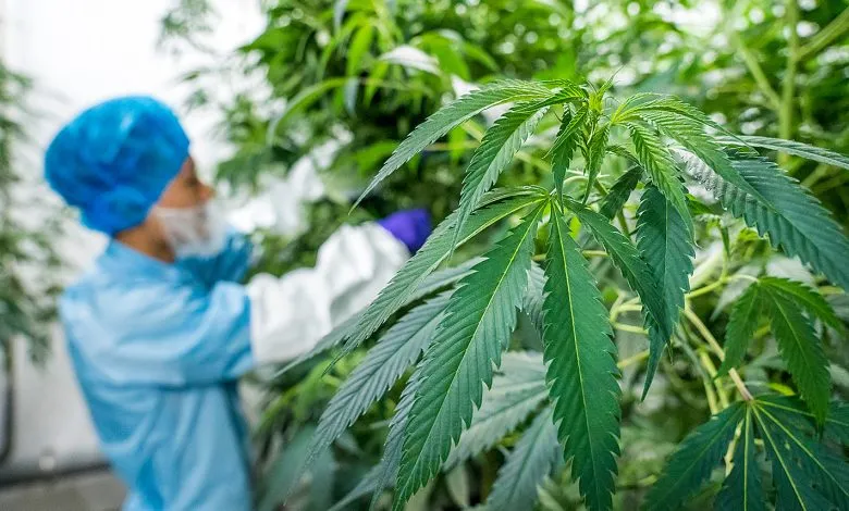 غانا تستفيد من التجربة المغربية في تقنين القنب الهندي للأغراض الطبية والصناعية