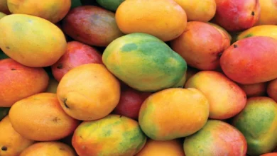 المانجو المصرية تدخل السوق المغربي لتعويض انتهاء الموسم السنغالي