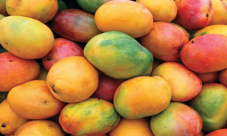 المانجو المصرية تدخل السوق المغربي لتعويض انتهاء الموسم السنغالي