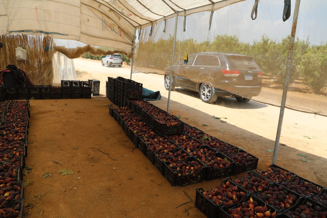 جولة وزير الزراعة في مشروع الصالحية الزراعية
