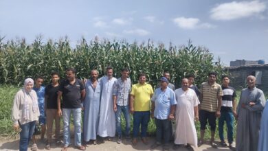 مراكز إرشادية للمحاصيل بالمحافظات
