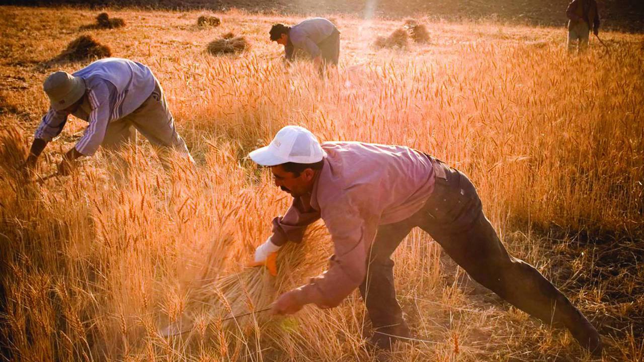 خسائر فادحة لمزارعي القمح بتركيا في موسم الحصاد 2025 بسبب التضخم والجفاف