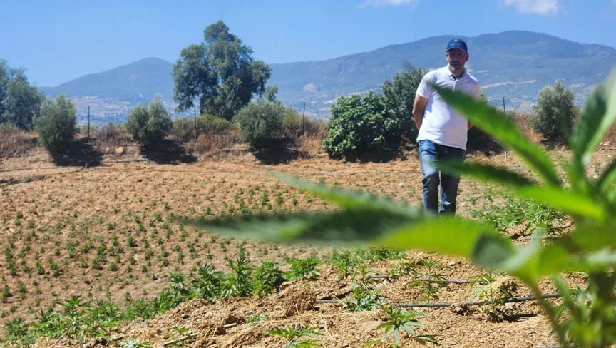 بعد التقنين.. زراعة القنب الهندي تزدهر في المغرب