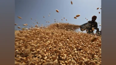 نمو سوق القمح في أستراليا رغم تراجع الإنتاج والصادرات