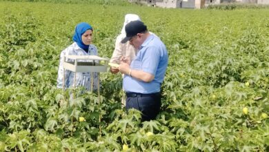 وكيل زراعة البحيرة يتفقد زراعات القطن بدمنهور ويوجه بتكثيف المتابعة