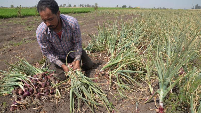رئيس مركز معلومات تغير المناخ: توصيات فنية مهمة لمزارعي البصل