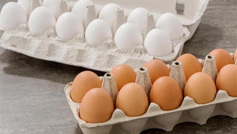سعر كرتونة البيض اليوم