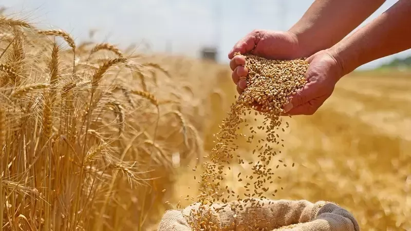 5 أصناف جديدة من القمح لتعزيز الإنتاج المحلي وتقليل الفجوة الغذائية في مصر