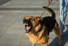 قرار وزاري بتشكيل لجنة فنية لمواجهة مخاطر الحيوانات الخطرة والكلاب الضالة