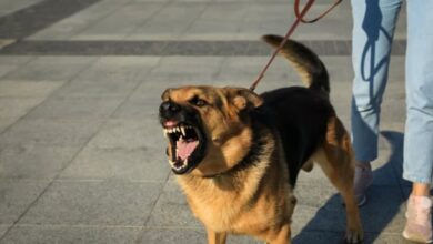 قرار وزاري بتشكيل لجنة فنية لمواجهة مخاطر الحيوانات الخطرة والكلاب الضالة