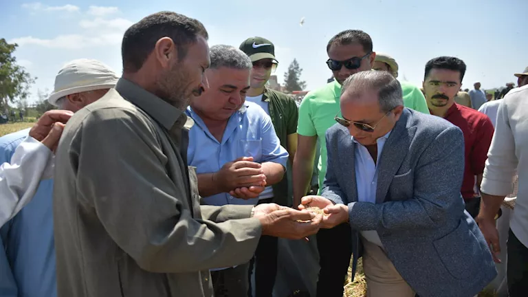 محافظ بورسعيد يشهد موسم حصاد الأرز