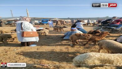 الزراعة: 8 آلاف زيارة ميدانية ضمن خطة الرصد الإكلينيكي النشط في أغسطس