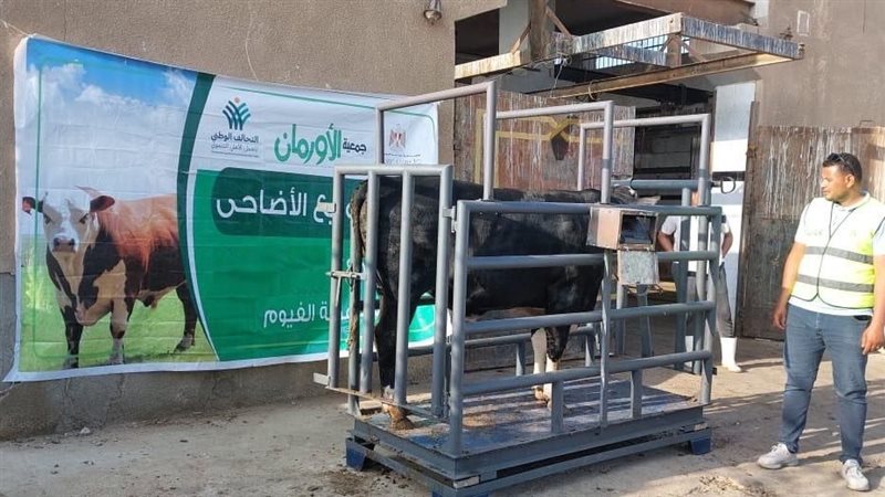 تسليم 23 رأس ماشية للأسر الأولى بالرعاية في نجع حمادي