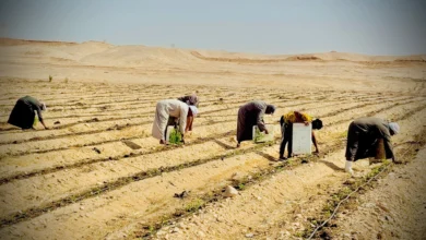 انطلاق موسم زراعة وتجفيف الطماطم الشتوي 2025/2026 في إسنا بالأقصر تمهيدًا للتصدير