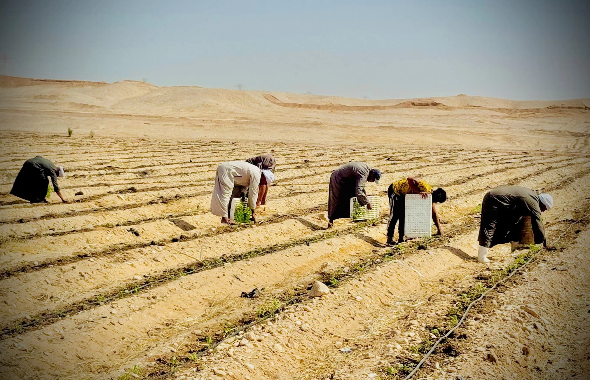 انطلاق موسم زراعة وتجفيف الطماطم الشتوي 2025/2026 في إسنا بالأقصر تمهيدًا للتصدير