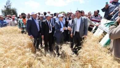 محافظ كفرالشيخ : طفرة زراعية وسمكية وحيوانية وريادية