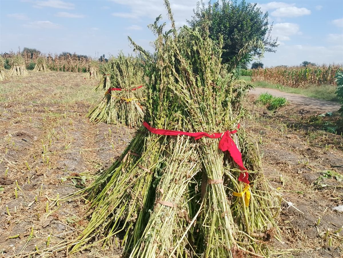 بهجة في القليوبية مع انطلاق موسم حصاد السمسم 2025