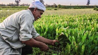 وزارة التخطيط: 144.8 مليار جنيه استثمارات بقطاعي الزراعة والري في خطة 2025-2026