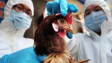 انخفاض إنتاج الأعلاف في البرازيل بسبب إنفلونزا الطيور وتراجع صادرات الدجاج
