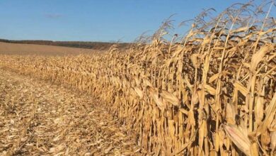 تراجع زراعة الذرة في ألمانيا 2025 إلى أدنى مستوى منذ 2010