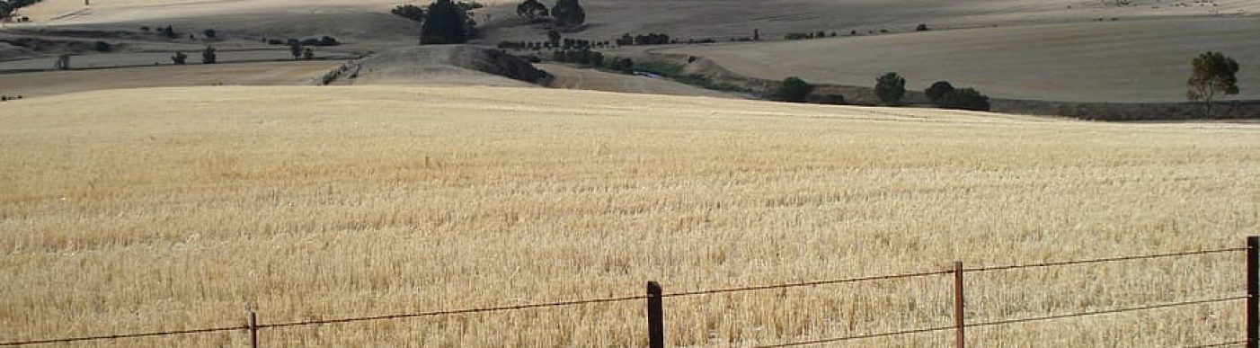 ABARES: إنتاج القمح الأسترالي 33.7 مليون طن بزيادة عن التقديرات السابقة