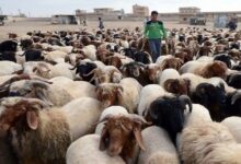وزارة الزراعة تبدأ حملة وطنية لترقيم الأغنام والماعز إلكترونياً