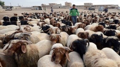 وزارة الزراعة تبدأ حملة وطنية لترقيم الأغنام والماعز إلكترونياً