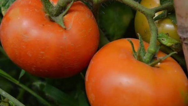 نقيب الفلاحين ينفي شائعة انتشار طماطم مسرطنة في الأسواق