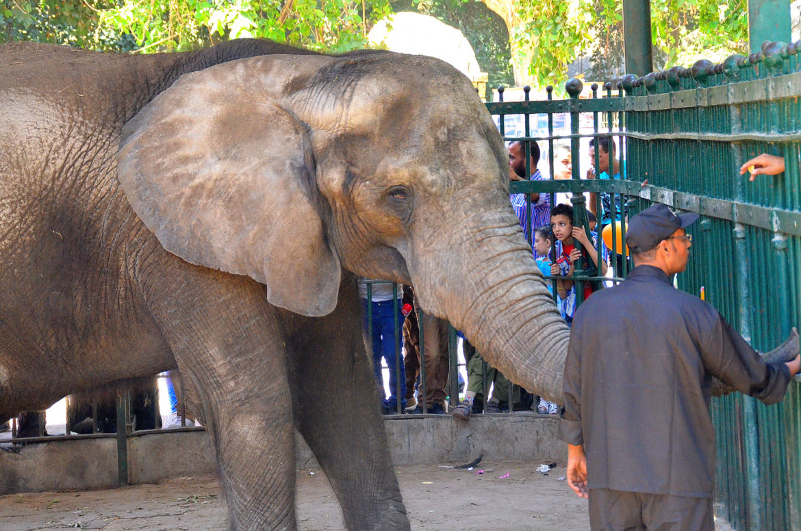 هل تم فتح حديقة الحيوان بالجيزة الآن؟